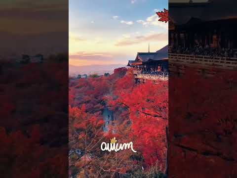 秋 Red autumn foliage in Japan