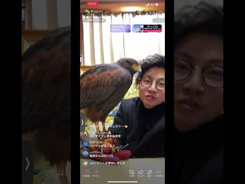 TikTok LIVE 鷹配信