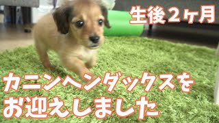 生後２ヶ月カニンヘンダックスフンドの小犬をお迎え！/赤ちゃんダックス可愛すぎる