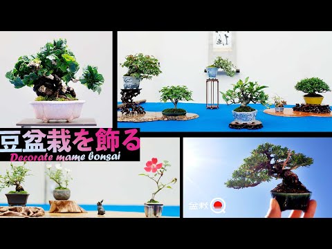 I went to a small bonsai exhibition [Bonsai Q]