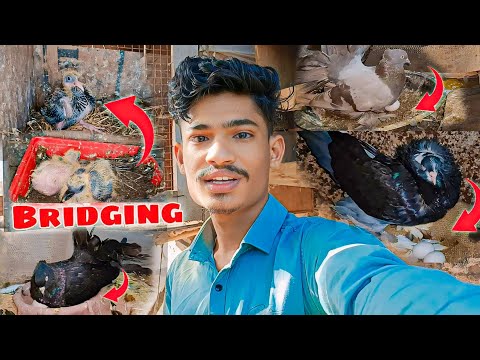 Ghar Ke Kabutar Ki Breeding 😍 || Pigeon Bridging