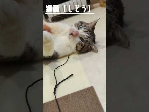 【譲渡動物紹介】獅童01