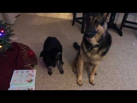 Ep121 Advent Calendar for Dogs Day 9 - 10 - Advent Calendar full of treats for our German Shepherd