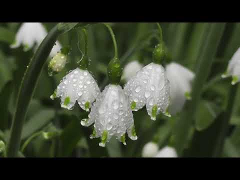 Nature's Magic: Children and the Morning Adventure with Butterflies (Audio Story)