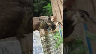 Why Does Baby Peacocks Sleeping On The Wall!! A Rising Baby Peachicks