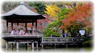 2016成田山公園・紅葉まつり(千葉県成田市)Colored Leaves Feastival2016  Naritsan Shinshoji Tenple