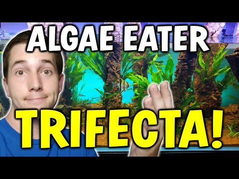 Adding The Algae Eating TRIFECTA! Best Algae Eaters For Your Aquarium