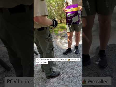 #blackpeople #camping #part3 #injured #bird #campsite #summer #vacation with #family