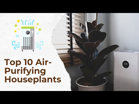 Healthy Homes: Top 10 Air-Cleansing Houseplants