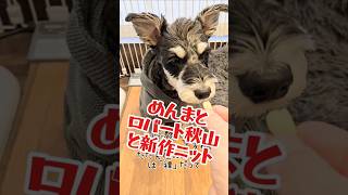 めんまとロバート秋山と新作ニット　#看板犬#しゃべる犬#ミニチュアシュナウザー#シュナウザー#めんま#面白い#犬#子犬#おもしろ#かわいい#話す犬#ロバート秋山#ニット#ファッション#クリスマス