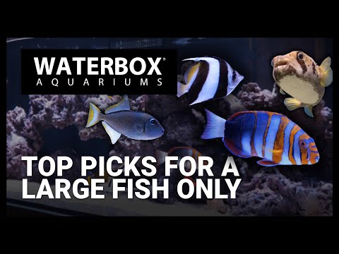 Top Fish for a Large Fish Only Saltwater Aquarium