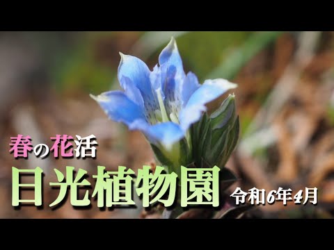 【日光植物園】 4月 春の花活　園内を散策しながら花々・山野草を紹介　好きな花を見つけてください