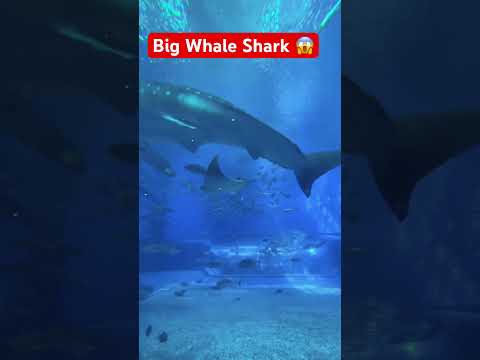 Whale shark 🦈 🐳 😱 #shorts