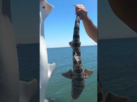 Double Up‼️ #fishing #bayarea #california #shark #bait #rockwall #shorts #video