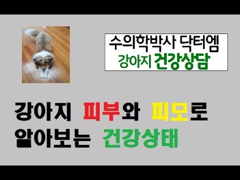 강아지 피부/피모로 건강상태를 알아보실 수 있어요.