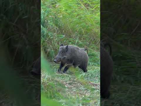 Giant Wild Boar Hunt 🐗 Dev Domuz Vuruşu!