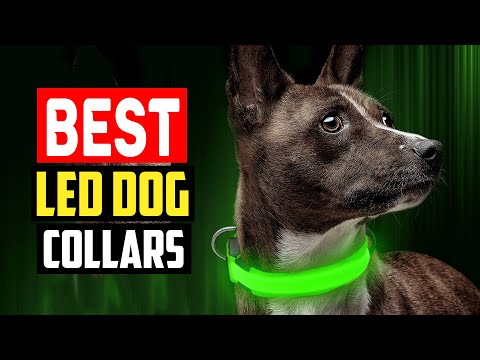 ✅ Top 5 Best LED Dog Collars in 2023