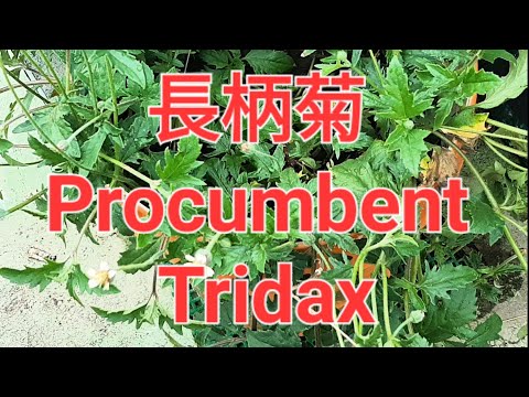 長柄菊 Procumbent Tridax