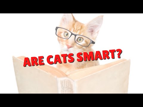 Are Cats Smart? | Two Crazy Cat Ladies #shorts