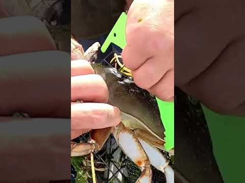 Another Gauge Buster! #saltwater #dungenesscrab #oregon #crabbing #bay #huge