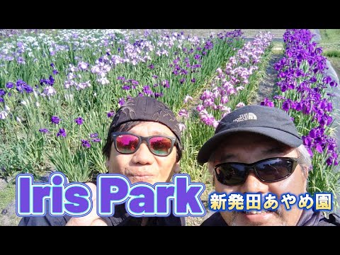 【Welcome to Japan】あやめ公園　新発田市　Iris Park　＃Iris　＃あやめ　＃bernesemountaindog