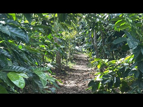 インドネシア バリのコーヒー農園から生配信