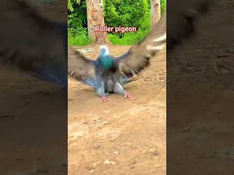 Roller pigeon #beautiful #pigeon #bird #pigeonwings #birdspecies #kabootar #whitepigeon #shorts