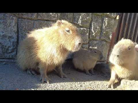 2023年11月撮影カピバラ虹の広場2(伊豆シャボテン動物公園)