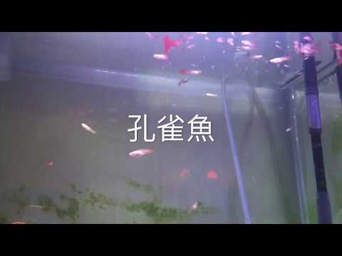 孔雀魚成長日記