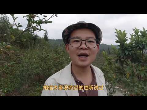 山茶桃好处多，更有6个特点，它值得更多人了解认识它