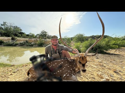 Bow Hunting Giant Free Range AXIS Deer In Texas