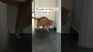 #cute #cats #catcute #catvideos #catshorts #catlovers #catsofinstagram #orangecat #orangecatbehavior