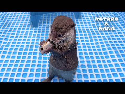 Otter Hilariously Struggles to Eat Frozen Fish!