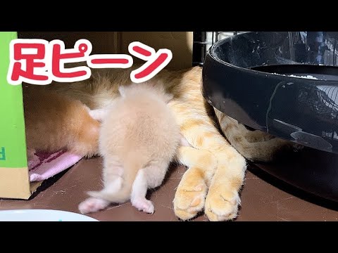 箱から出ていた仔猫たち よく見たら…あれ!?目が開いてるー！