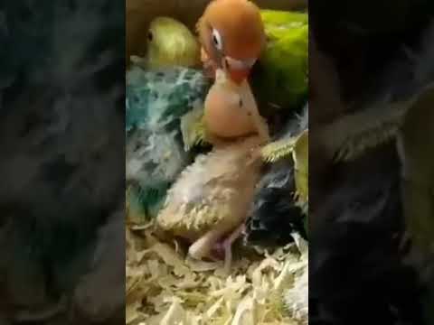 Love birds baby care 😘.     #youtubeshorts #shorts #shortvideo #birds #lovebird #babycare #trend