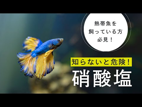 【要注意】水槽内の「硝酸塩」の濃度、気にしてますか？