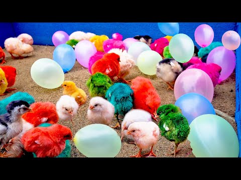 Dainty MURGI Chicks with Colourful AIR Balloon | Murgi ke bacche | Chuche | World Cute Chickens