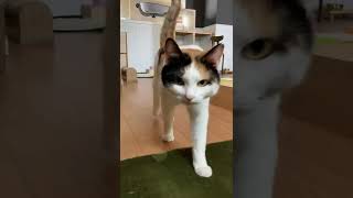 モンローウォークする三毛猫がかわいい。「A tortoiseshell cat doing Monroe walk is cute.」 #shorts