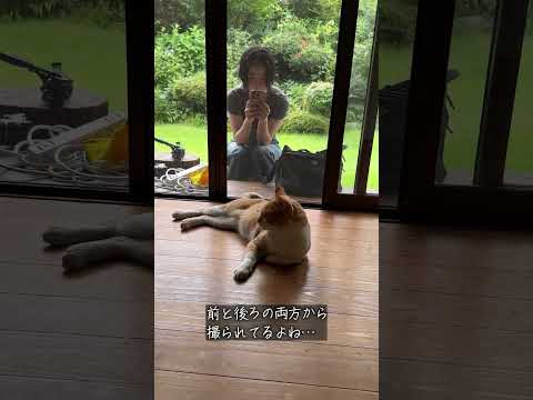 縁側ねこ コタの思い出｜縁側のコタを撮影するやないけいこ