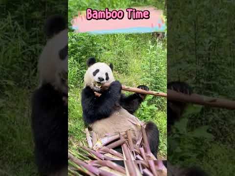 いい天気に竹を食べます
It's a good day to eat bamboo