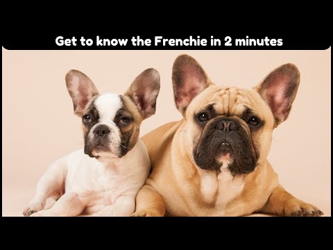 French Bulldog - In 2 Minute! Playful, fun-loving, and most adorable dog!