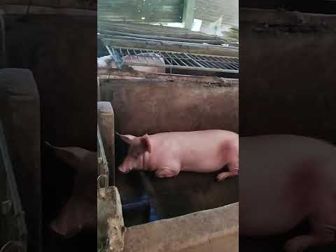 paano nila kinikilo ang panindang baboy dito tayo sa bilihan ng baboy