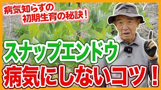 家庭菜園や農園のスナップエンドウ栽培で病気にしないコツ！初期対策で春先まで病気知らずの秘訣とスナップエンドウの育て方！【農家直伝】