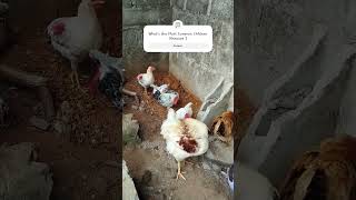 Most Common Chicken Diseases. #chicken #poultrykeeping #brooding #hen #shortsyoutube #animals