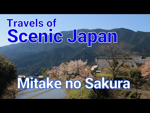 【438】Mitake no Sakura / Travels of Scenic Japan / Tabiator