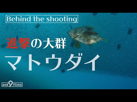 A big school of John dory from deep sea, 5min【Behind the shooting】