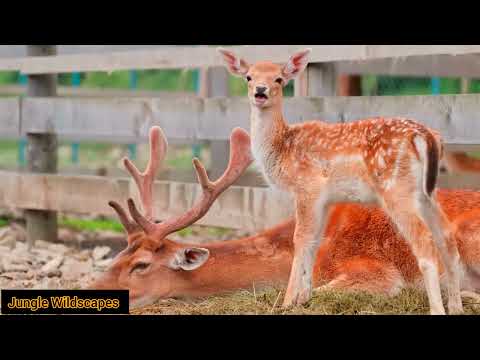 Incredible Universe of Baby Animal | Jungle Relaxation Film