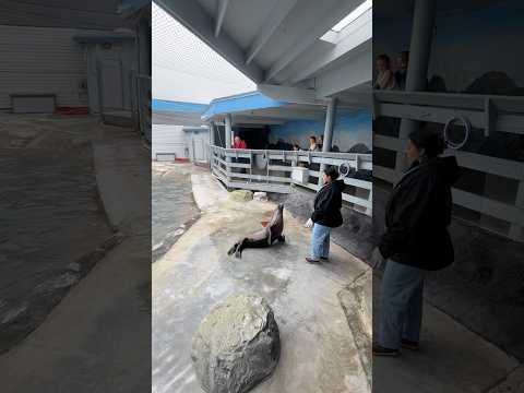 Sea lion doing tricks Part 1. or is it a seal? I don’t remember😅