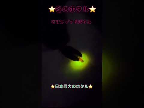 【冬のホタル】オオシママドボタルを沖縄県糸満市で11月下旬にバナナ畑で見つけた⭐️