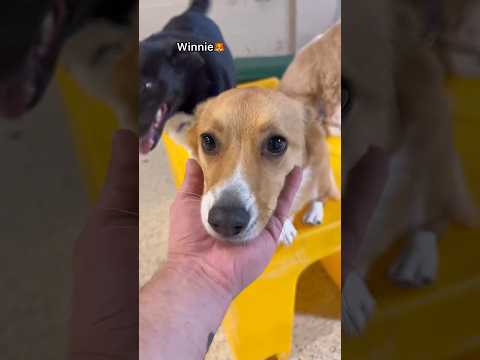 Let’s see what Corgis we have at dog daycare, pt.3! #corgi #dogdaycare #dogs